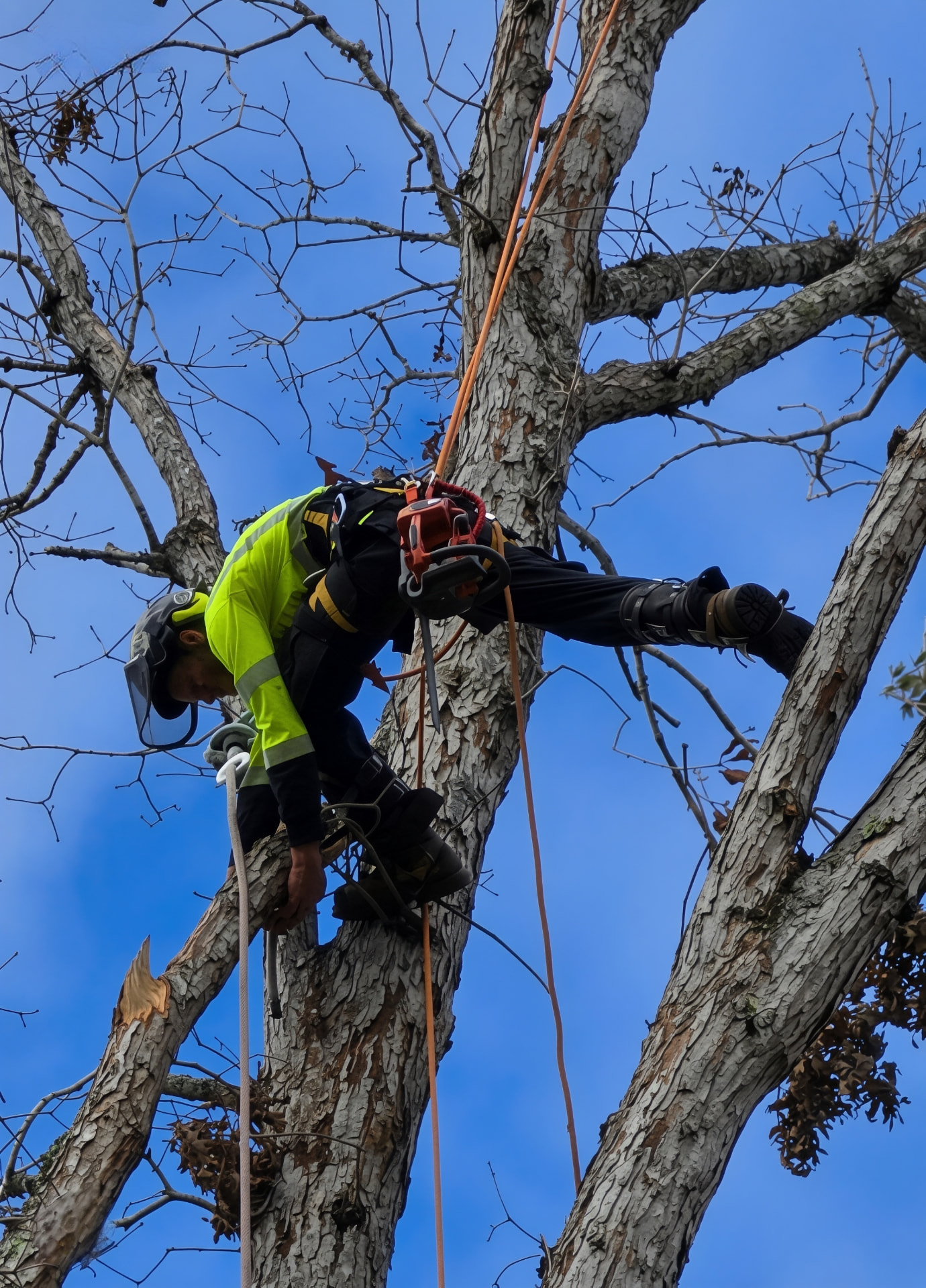 WNC Tree Experts climber removing a large oak by rope and saddle in Arden, NC