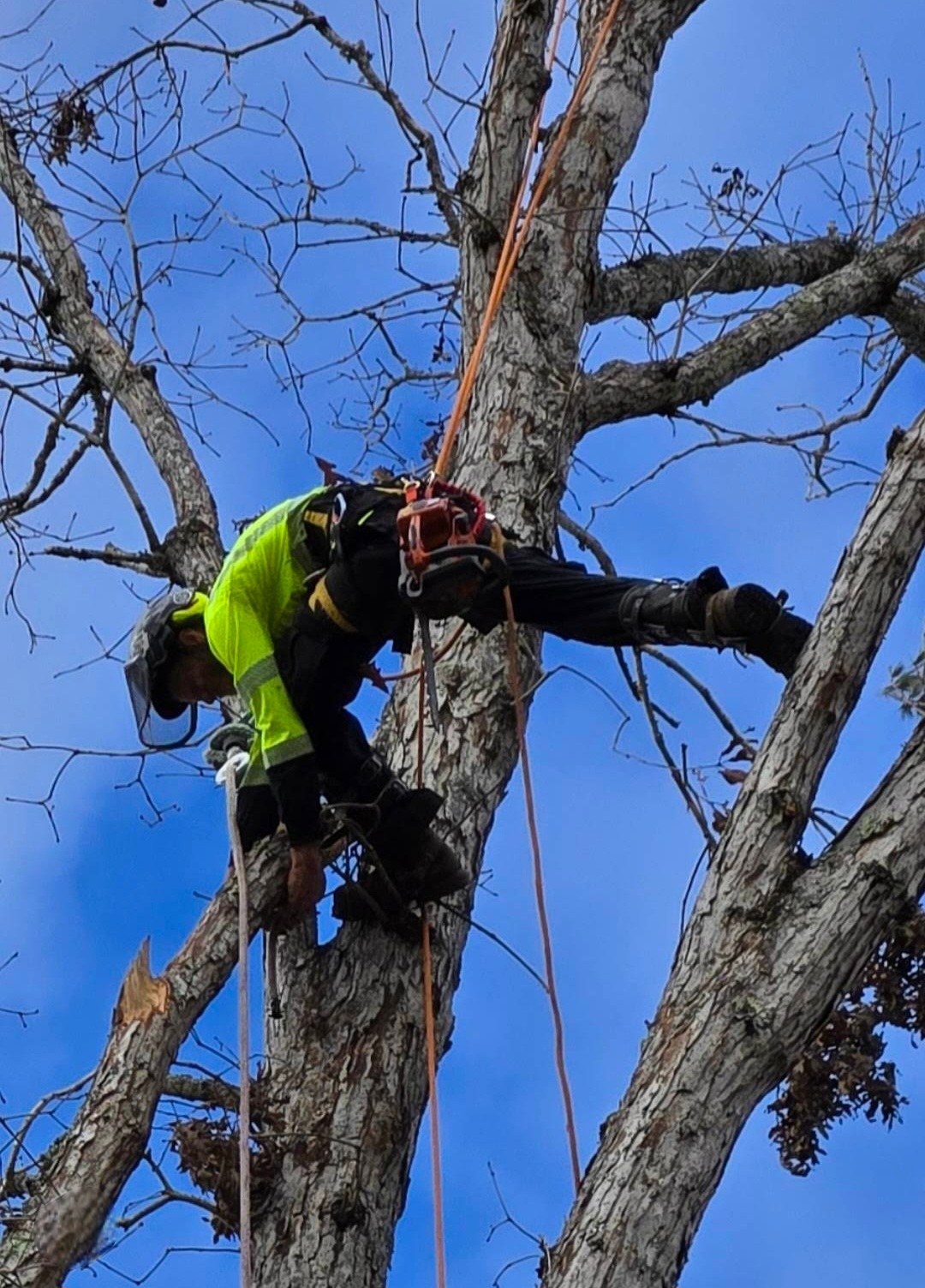WNC Tree Experts climber removing a large oak by rope and saddle in Arden, NC