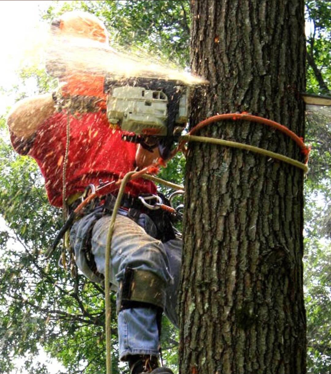 Climber making a trunk cut during a tree removal in Western North Carolina