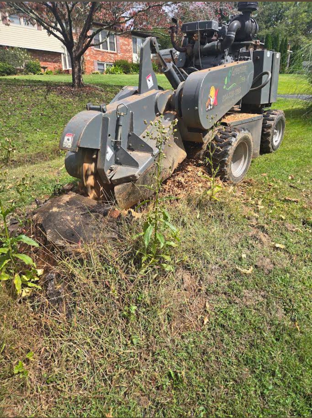Stump grinding a large hardwood stump in a lawn in Hendersonville, NC