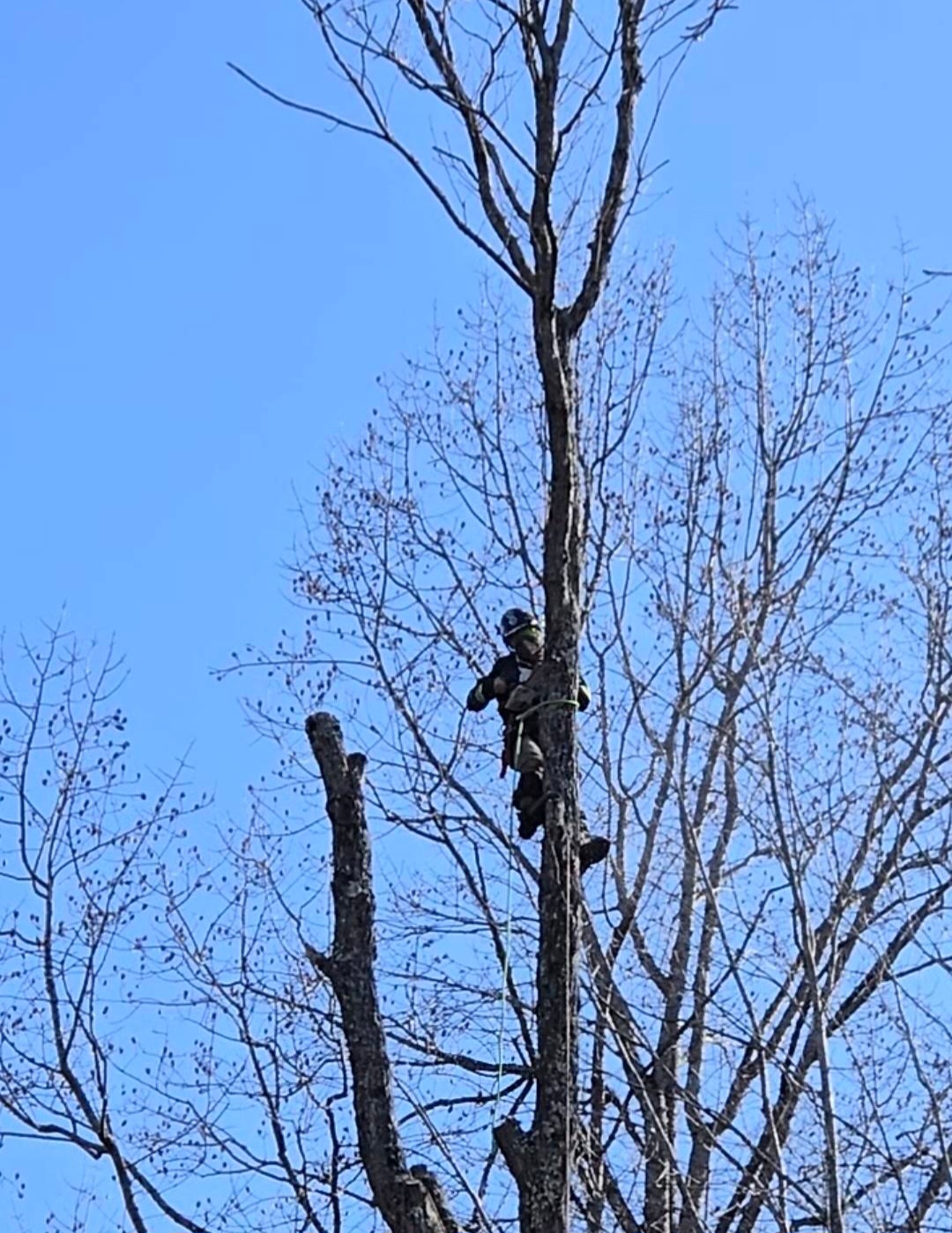 Sectional tree removal, climber topping a tall tree near Asheville, NC