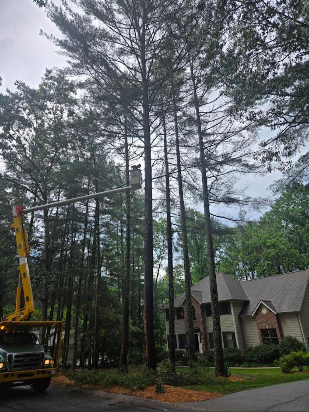 Bucket truck removing tall white pines close to a house in Buncombe County, NC