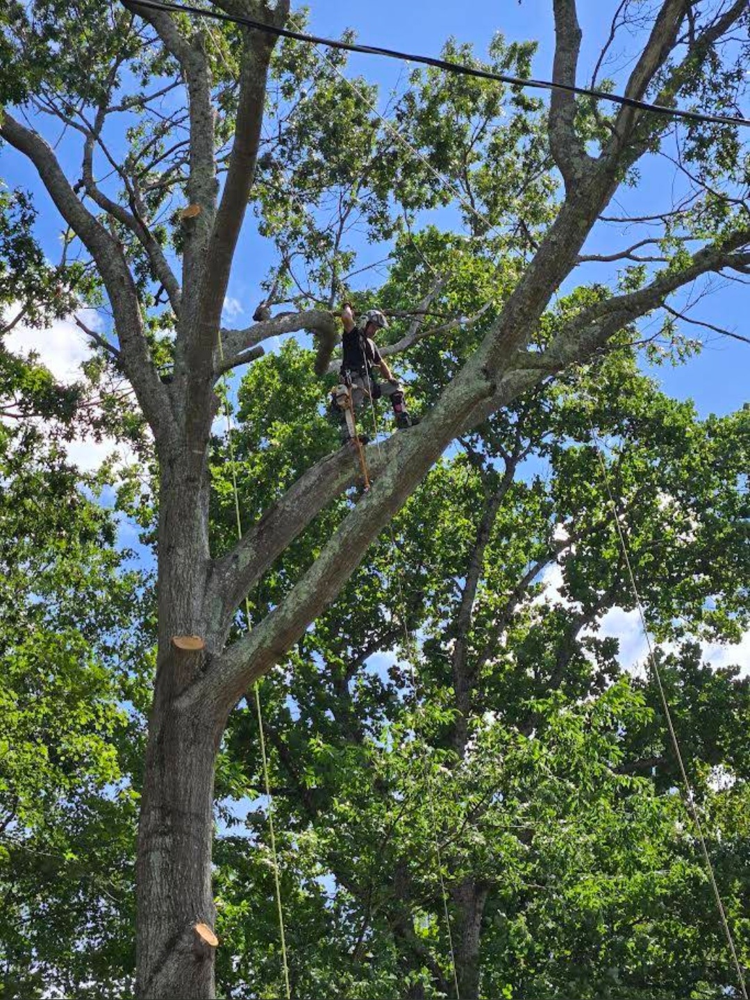 Crown pruning a mature oak in summer, Fletcher, NC